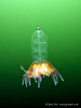 Siphonophore - Physophora hydrostatica 